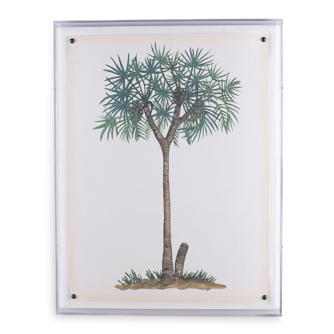 Picture of Palm Tree III