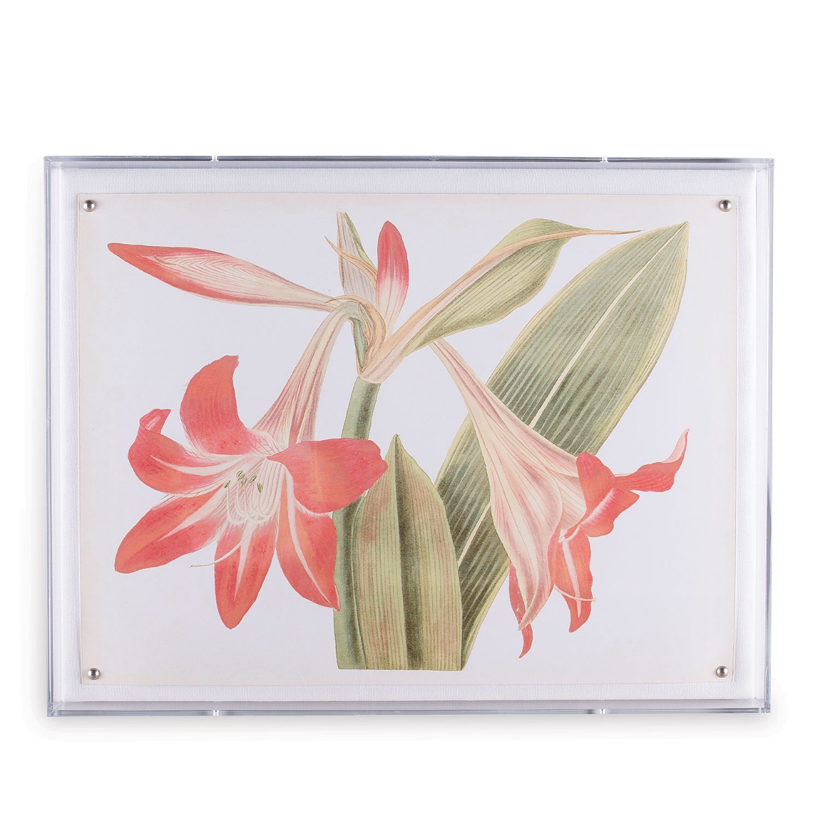Picture of Amaryllis I