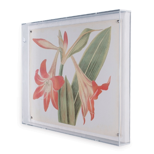Picture of Amaryllis I
