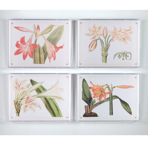 Picture of Amaryllis I