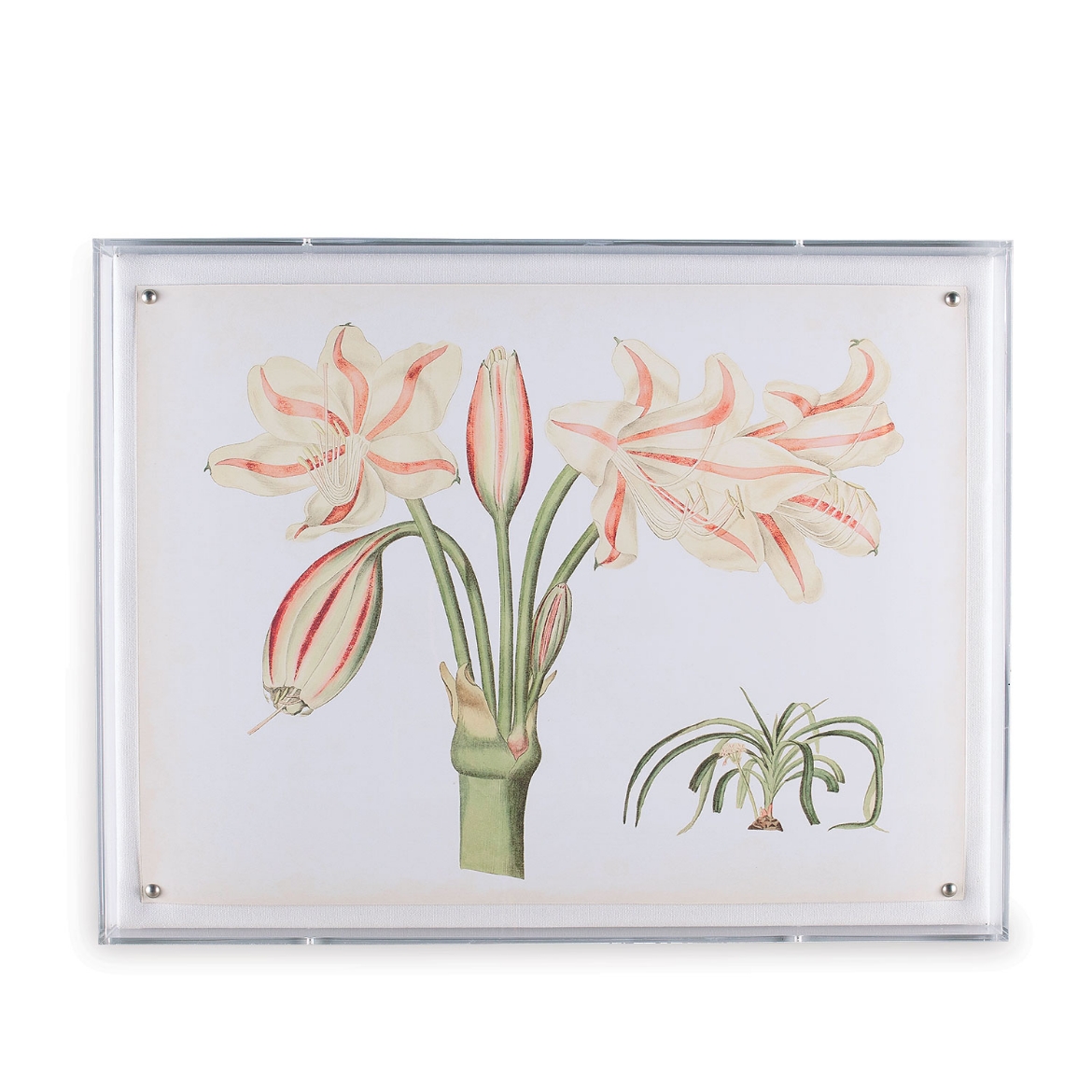 Picture of Amaryllis II