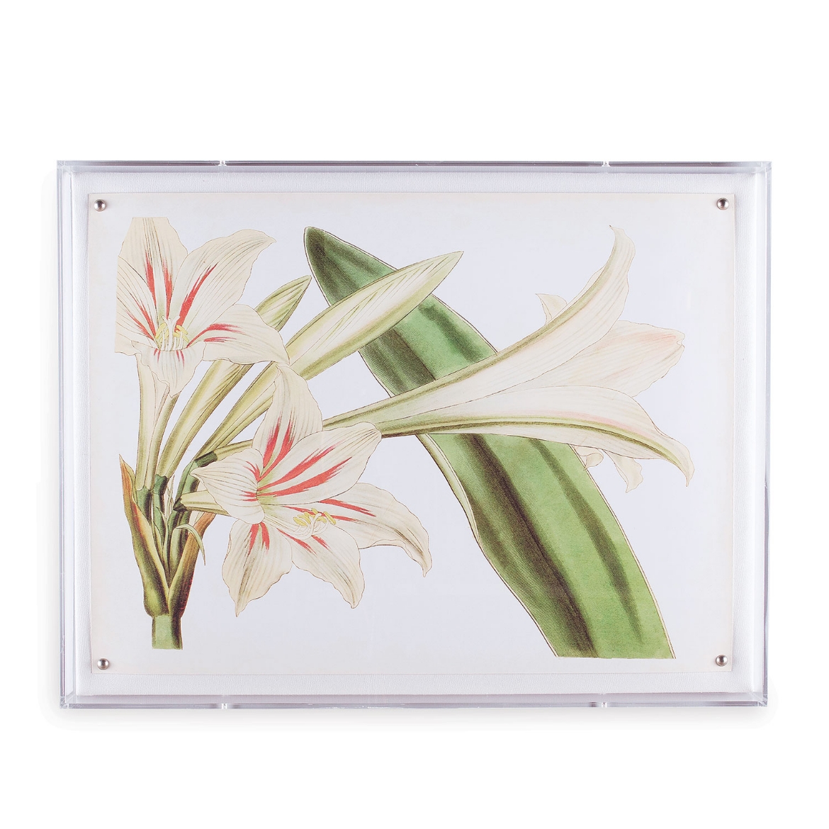 Picture of Amaryllis III