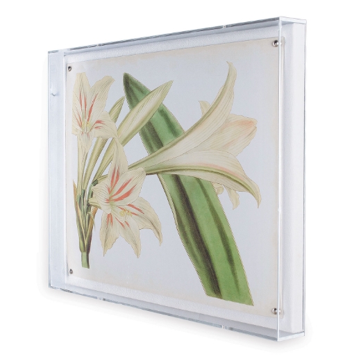 Picture of Amaryllis III