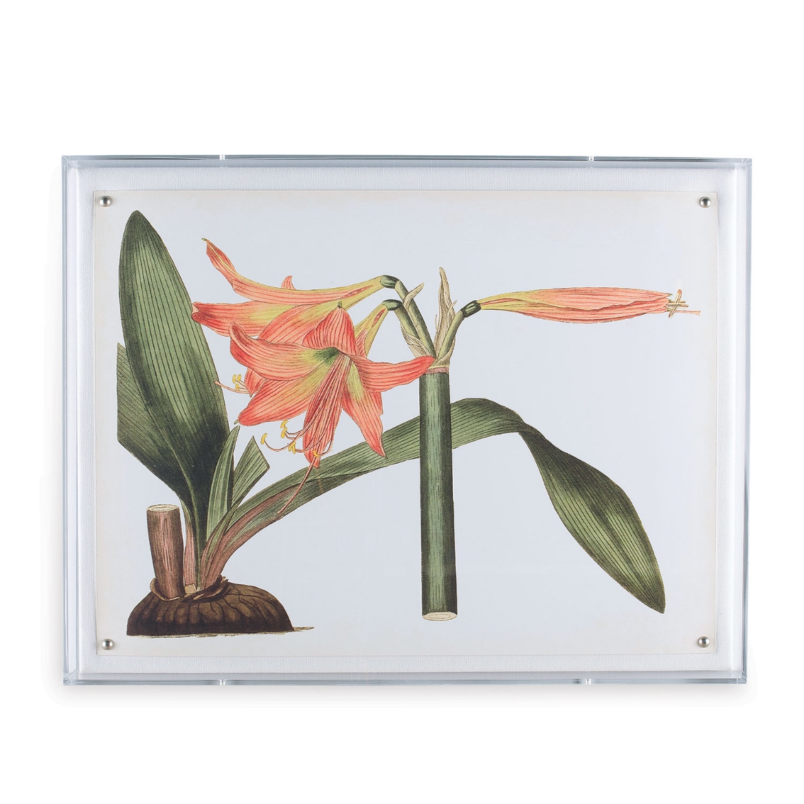 Picture of Amaryllis IV