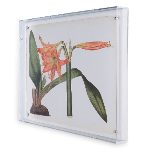 Picture of Amaryllis IV